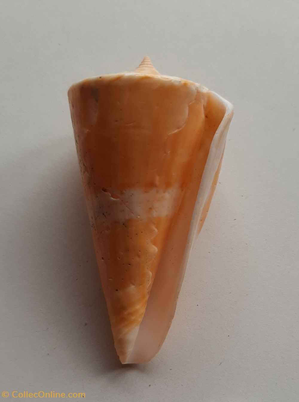 Conus voluminalis conchas y fosiles gastropoda conus voluminalis