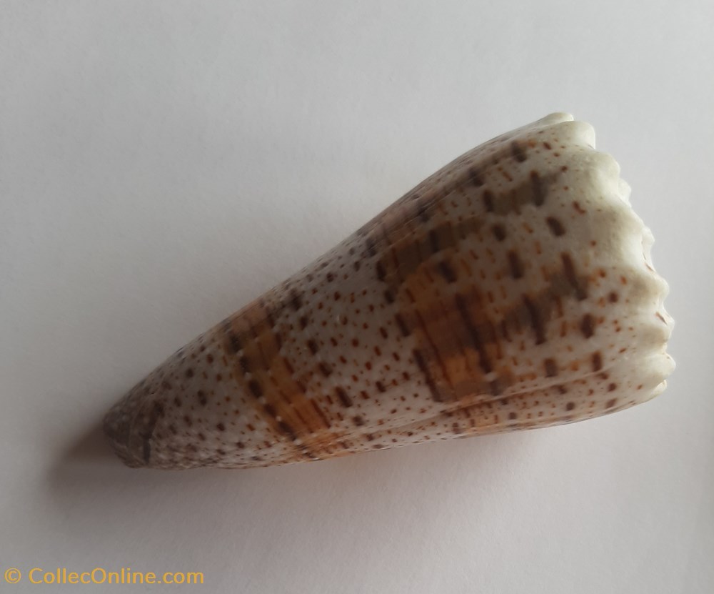 Conus imperialis conchas y fosiles conus imperialis