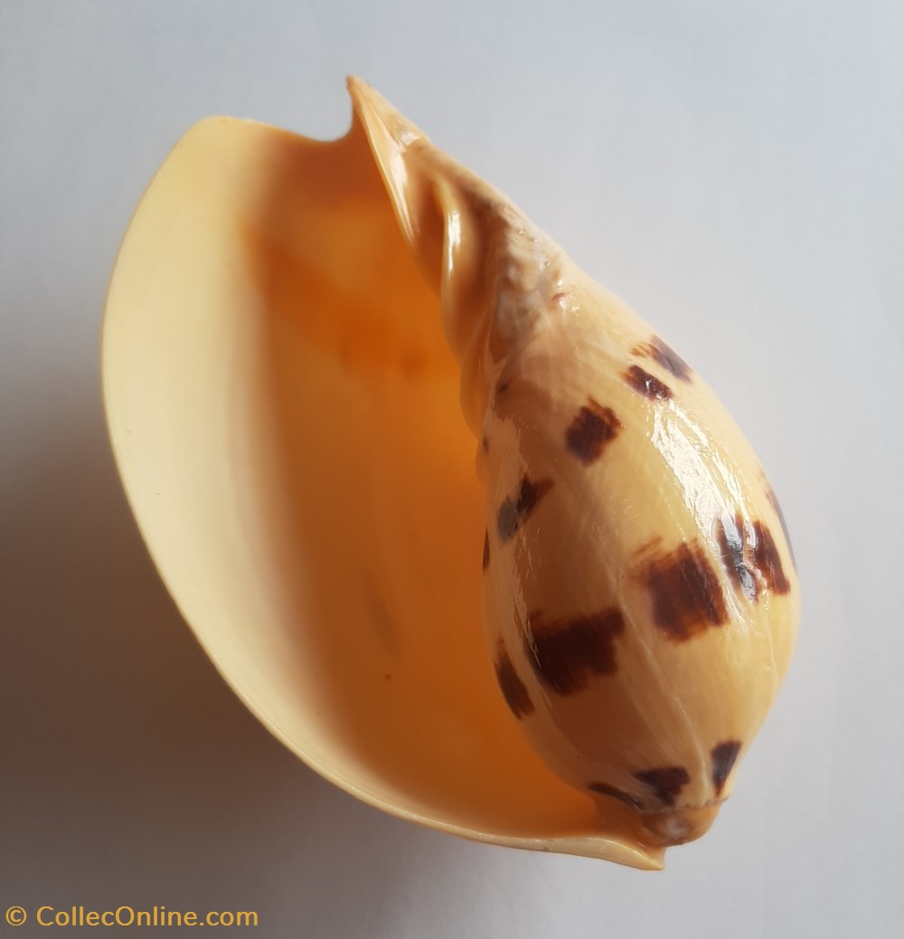 Melo melo conchas y fosiles gastropoda melo melo