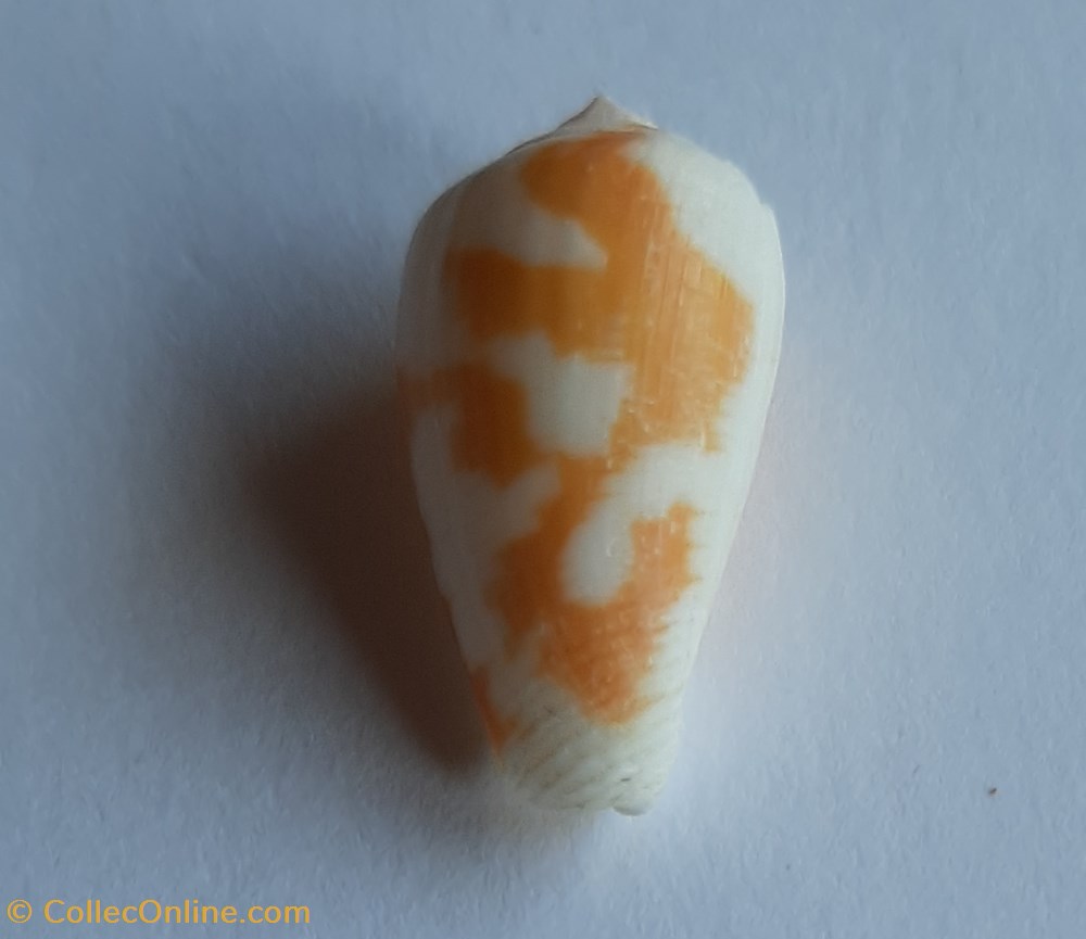 Conus robini conchas y fosiles gastropoda conus robini