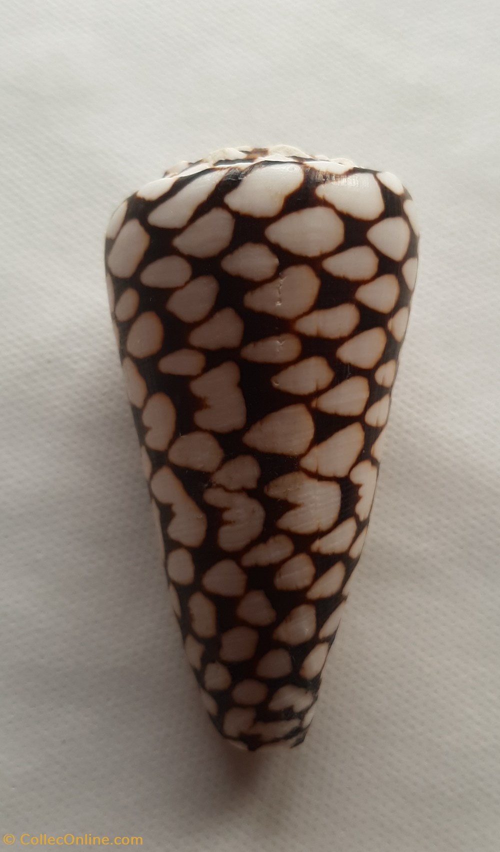 Conus marmoreus conchas y fosiles conus marmoreus