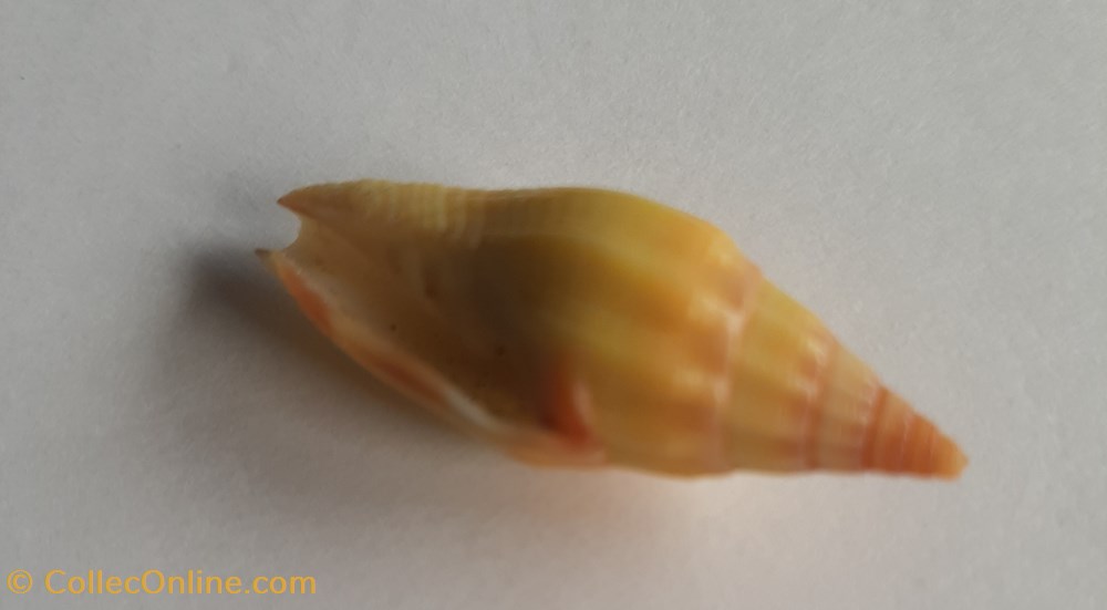 conchas y fosiles gastropoda vexilium vulpecula