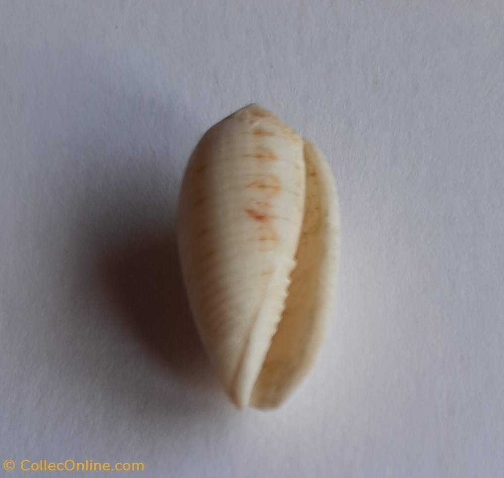 Pterygia undulosa conchas fosiles gastropoda pterygia undulosa