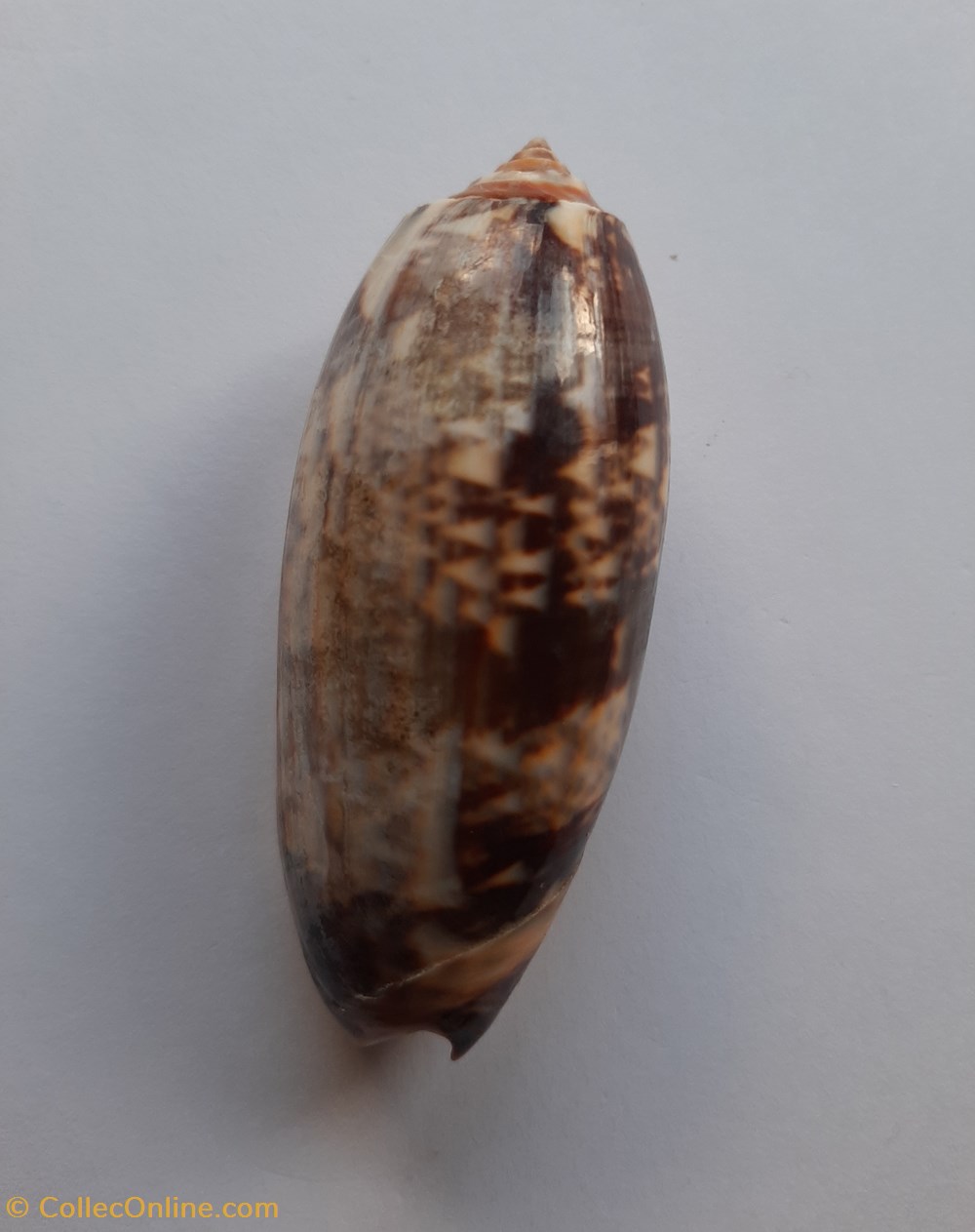 Oliva Miniacea conchas y fosiles gastropoda oliva miniacea