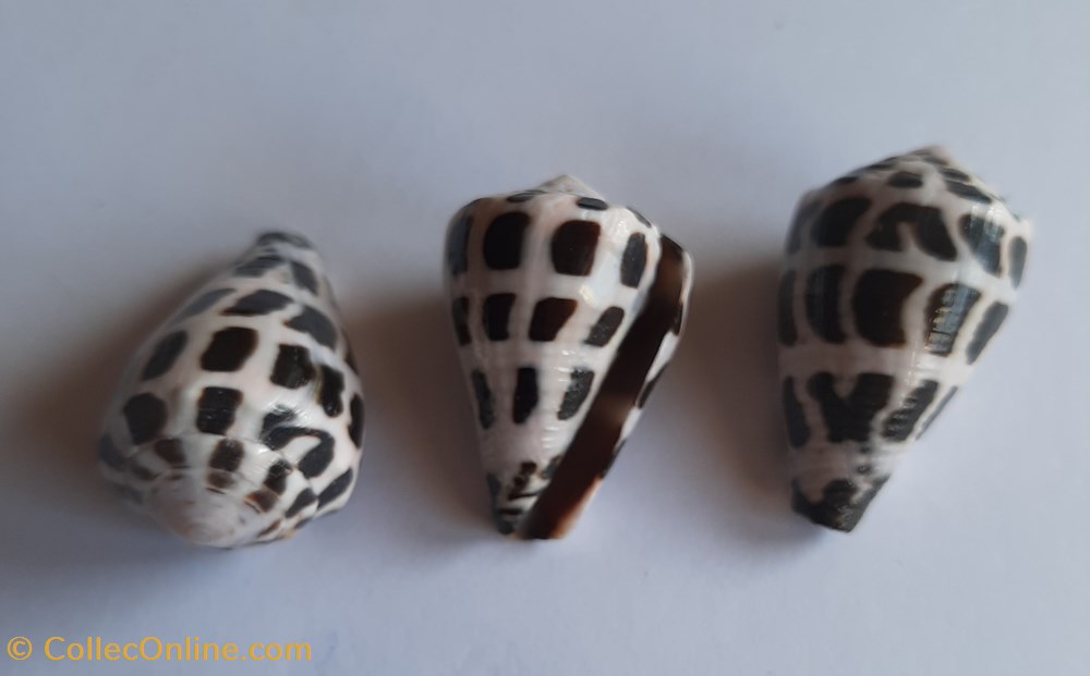 Conus ebraeus conchas y fosiles conus ebraeus