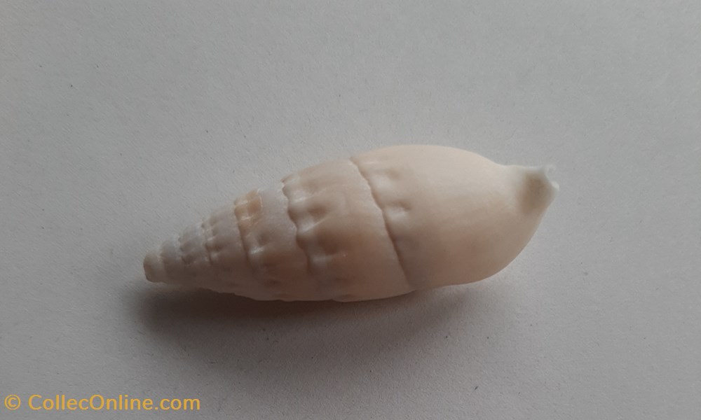 conchas y fosiles gastropoda rhinoclavis vergatus