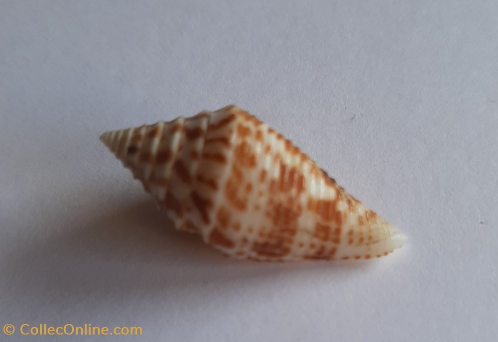 Conus praecellens conchas y fosiles conus praecellens
