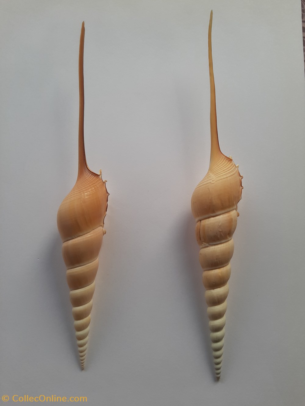 Tibia Fusus conchas y fosiles gastropoda tibia fusus
