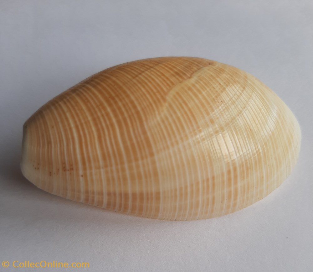 Scaphander lignarius conchas y fosiles gastropoda scaphander lignarius