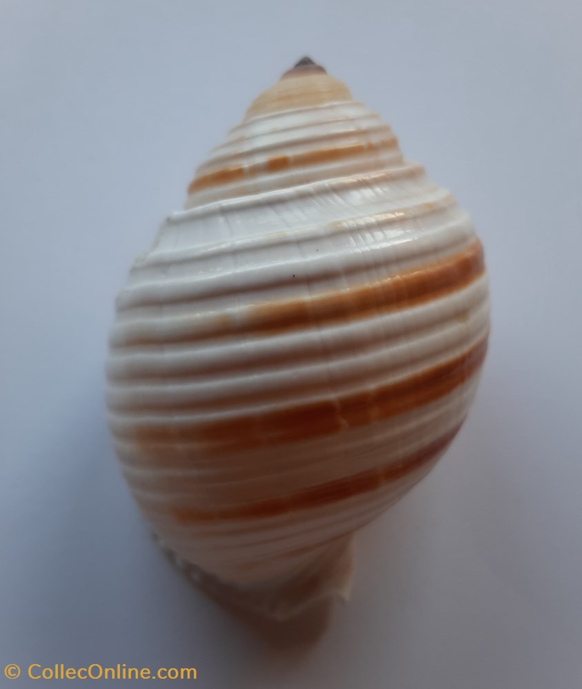 Tonna Allium conchas y fosiles gastropoda tonna allium