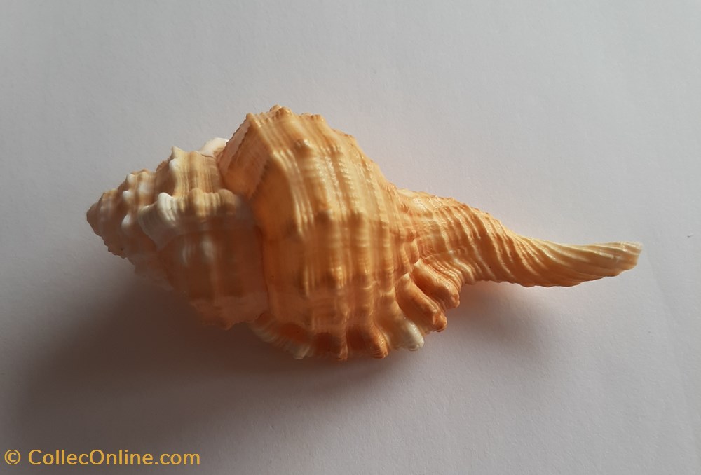cymatium pyrum conchas fosiles gastropoda cymatium pyrum