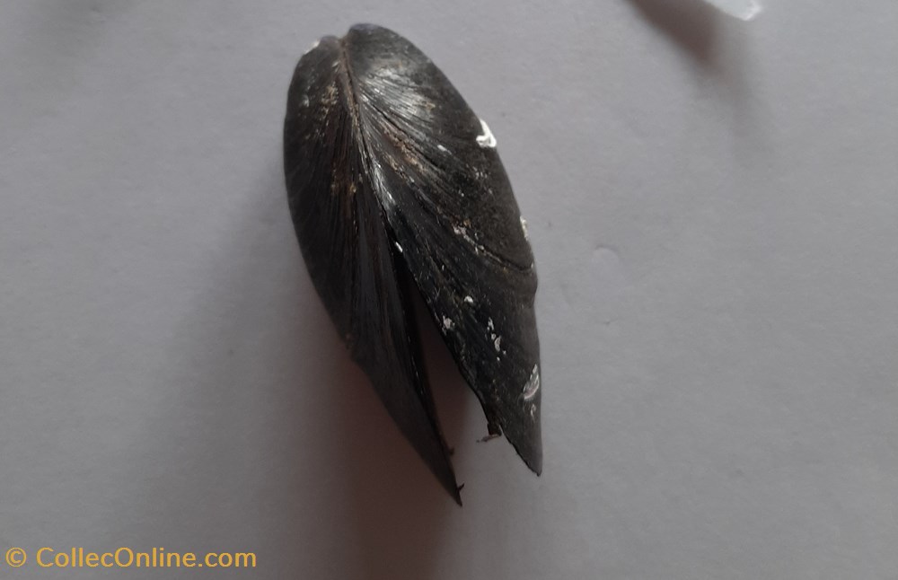 Mytilus conchas fosiles bivalvia mytilus
