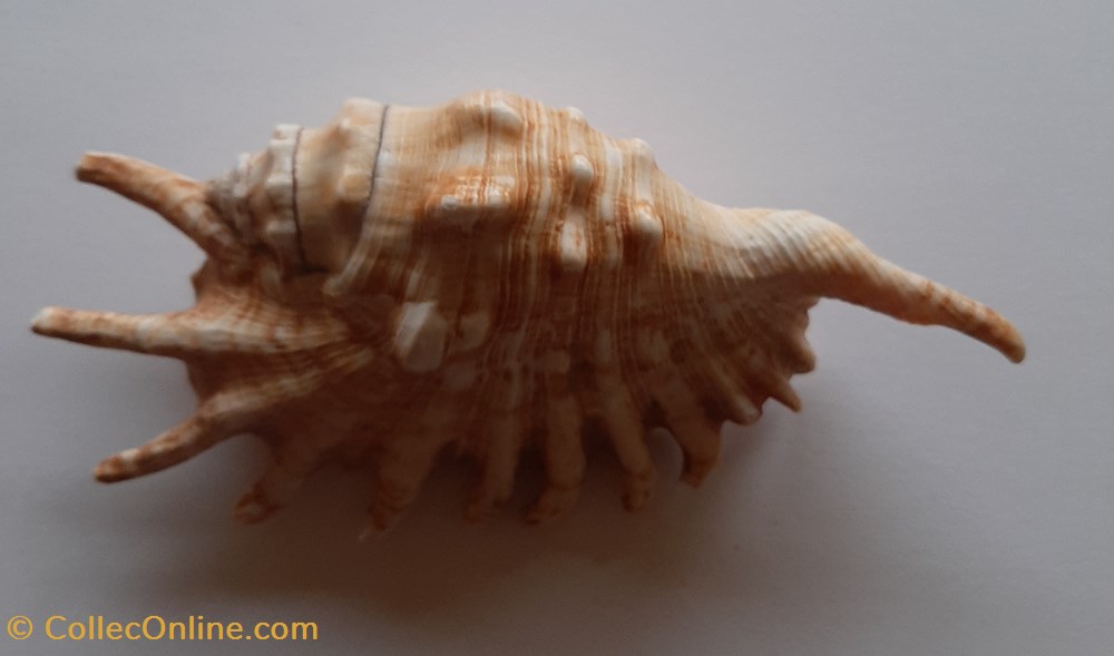 Lambis Millipeda conchas y fosiles gastropoda lambis millipeda