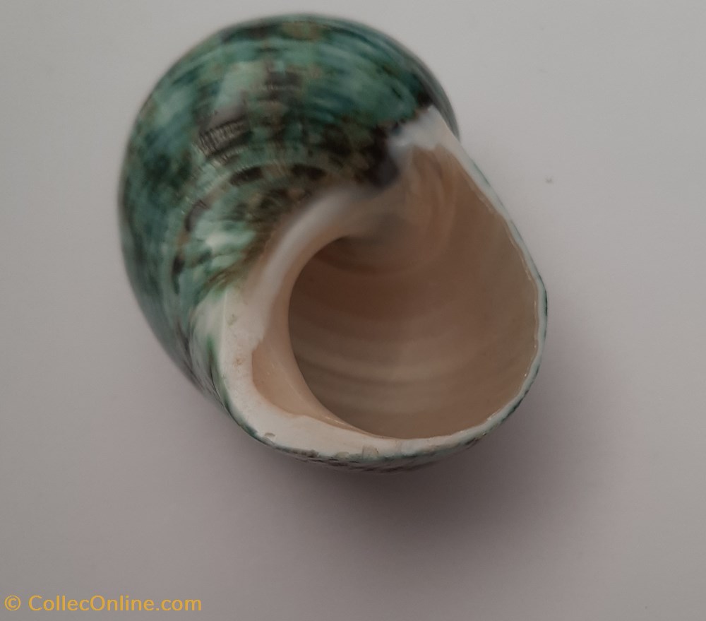 Turbo Petholatus conchas y fosiles gastropoda turbo petholatus