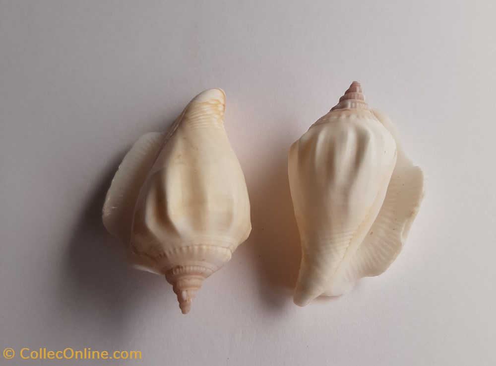 conchas y fosiles gastropoda margitrombus marginatus