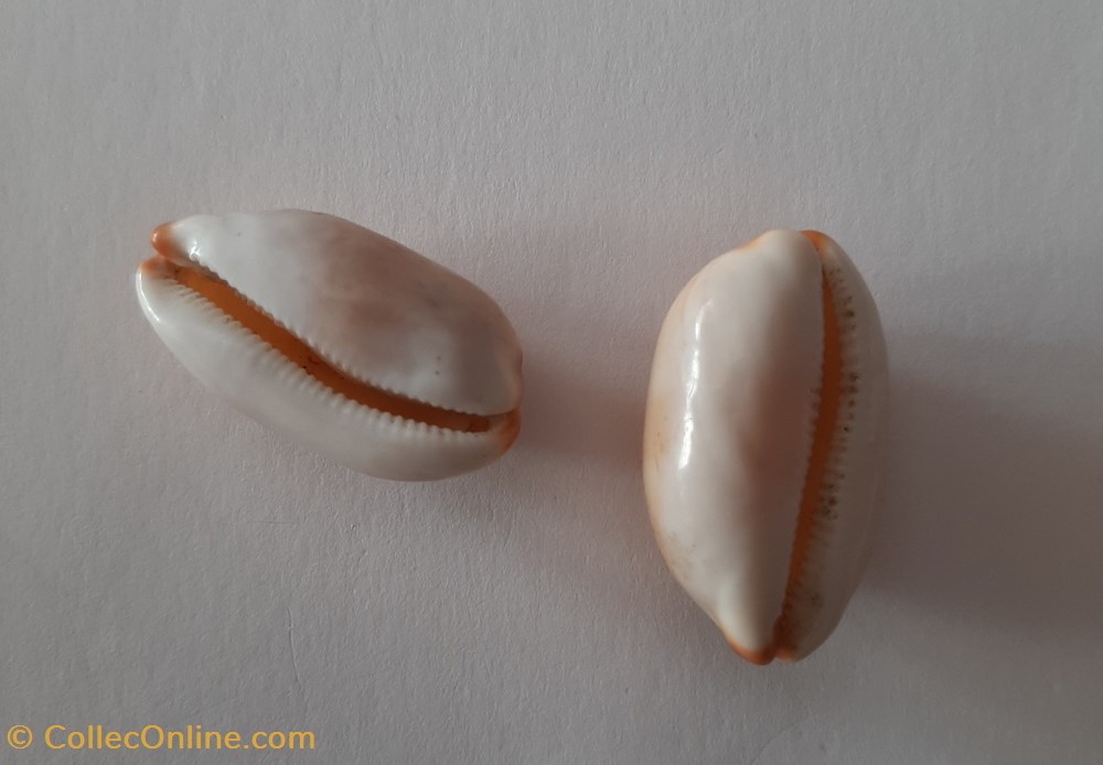 conchas fosiles gastropoda cypraea isabella