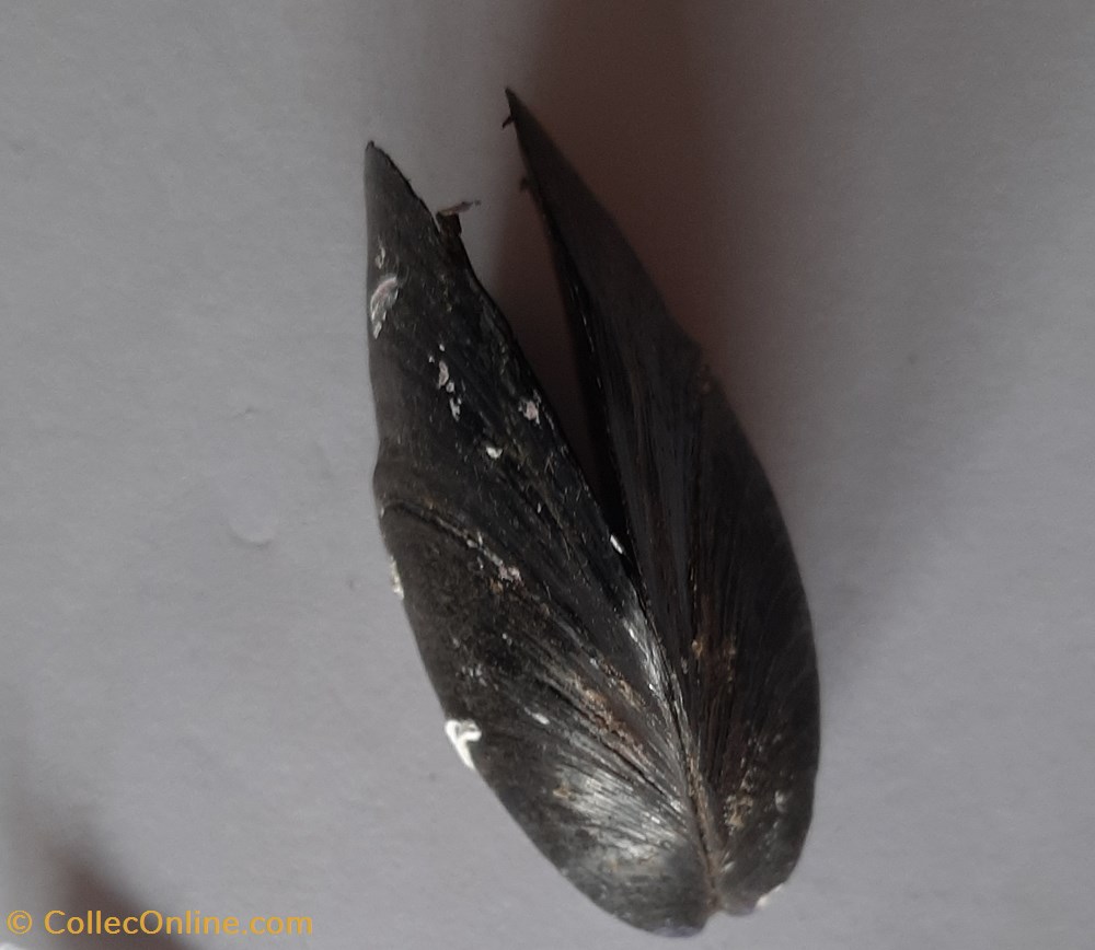 conchas fosiles bivalvia mytilus