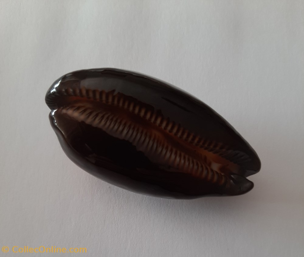 conchas y fosiles gastropoda talparia talpa