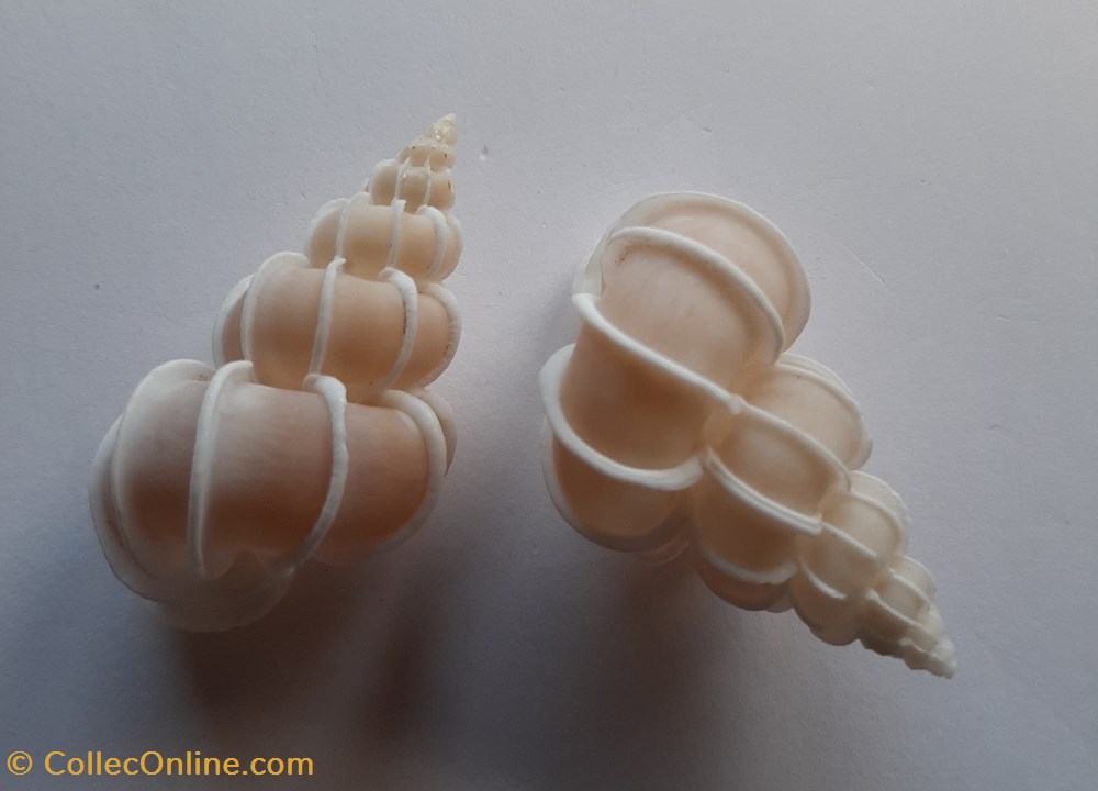 Epitomium Scalare conchas y fosiles gastropoda epitomium scalare