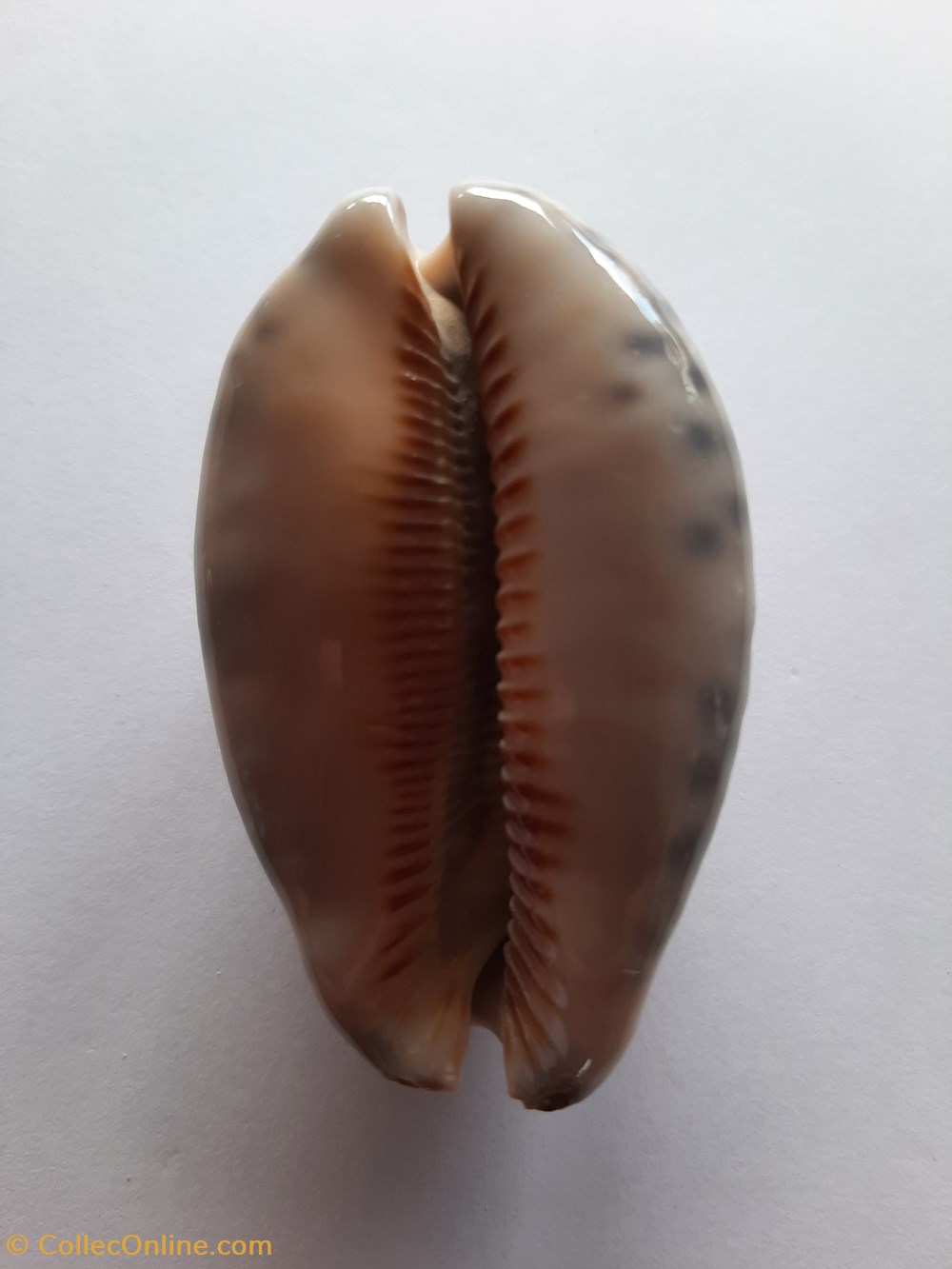 conchas fosiles gastropoda cypraea histrio