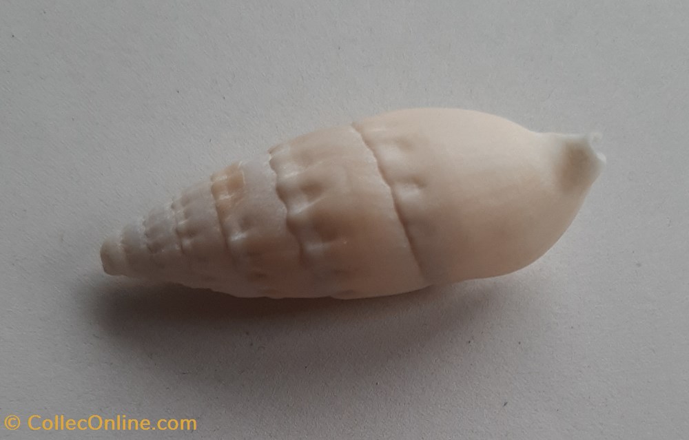 Rhinoclavis vergatus conchas y fosiles gastropoda rhinoclavis vergatus