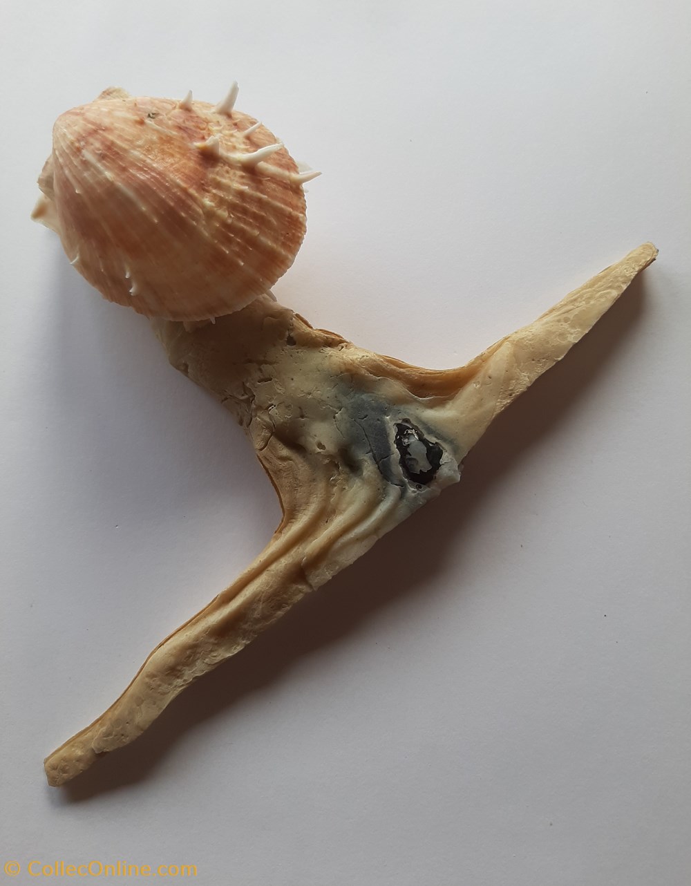 Malleus Albus conchas y fosiles bivalvia malleus albus