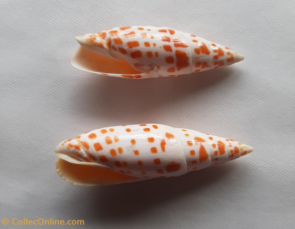 Mitra Mitra conchas y fosiles gastropoda mitra mitra