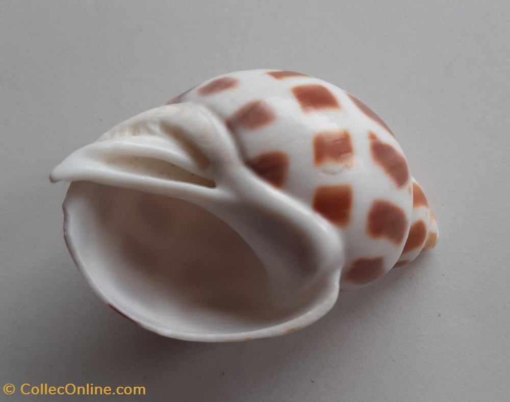 Babylonia areolata conchas fosiles gastropoda babylonia areolata