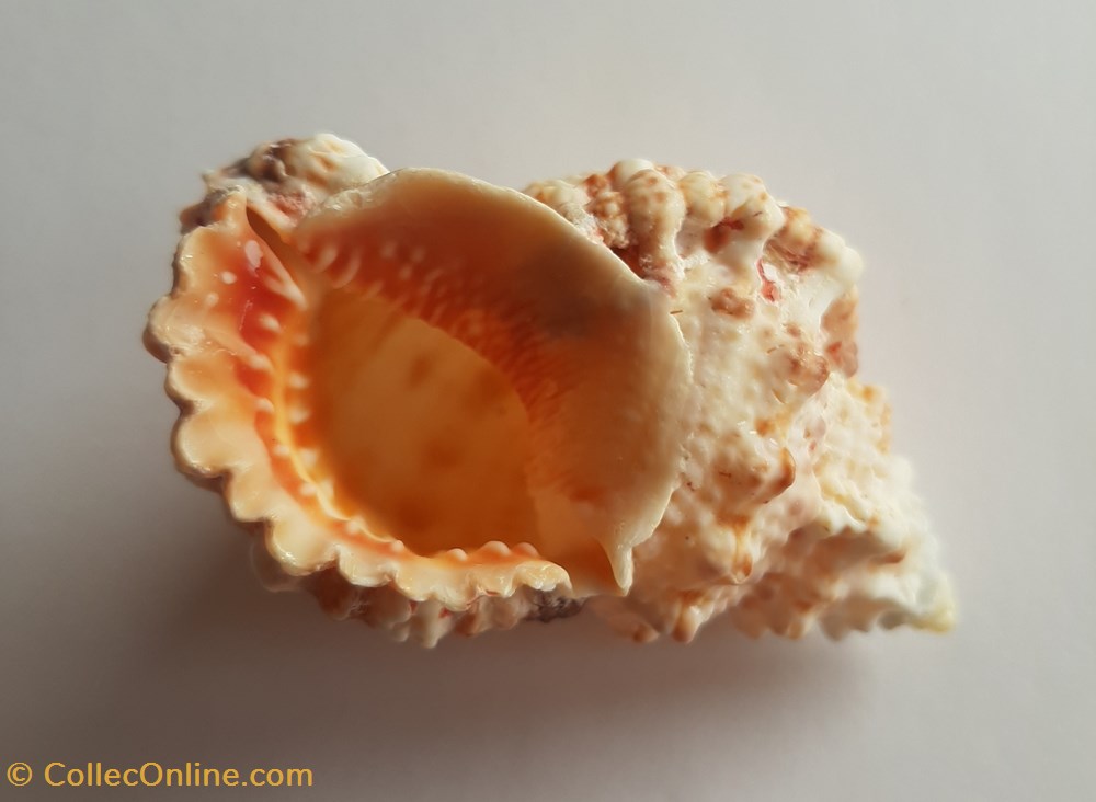 conchas y fosiles gastropoda bursa rubeta