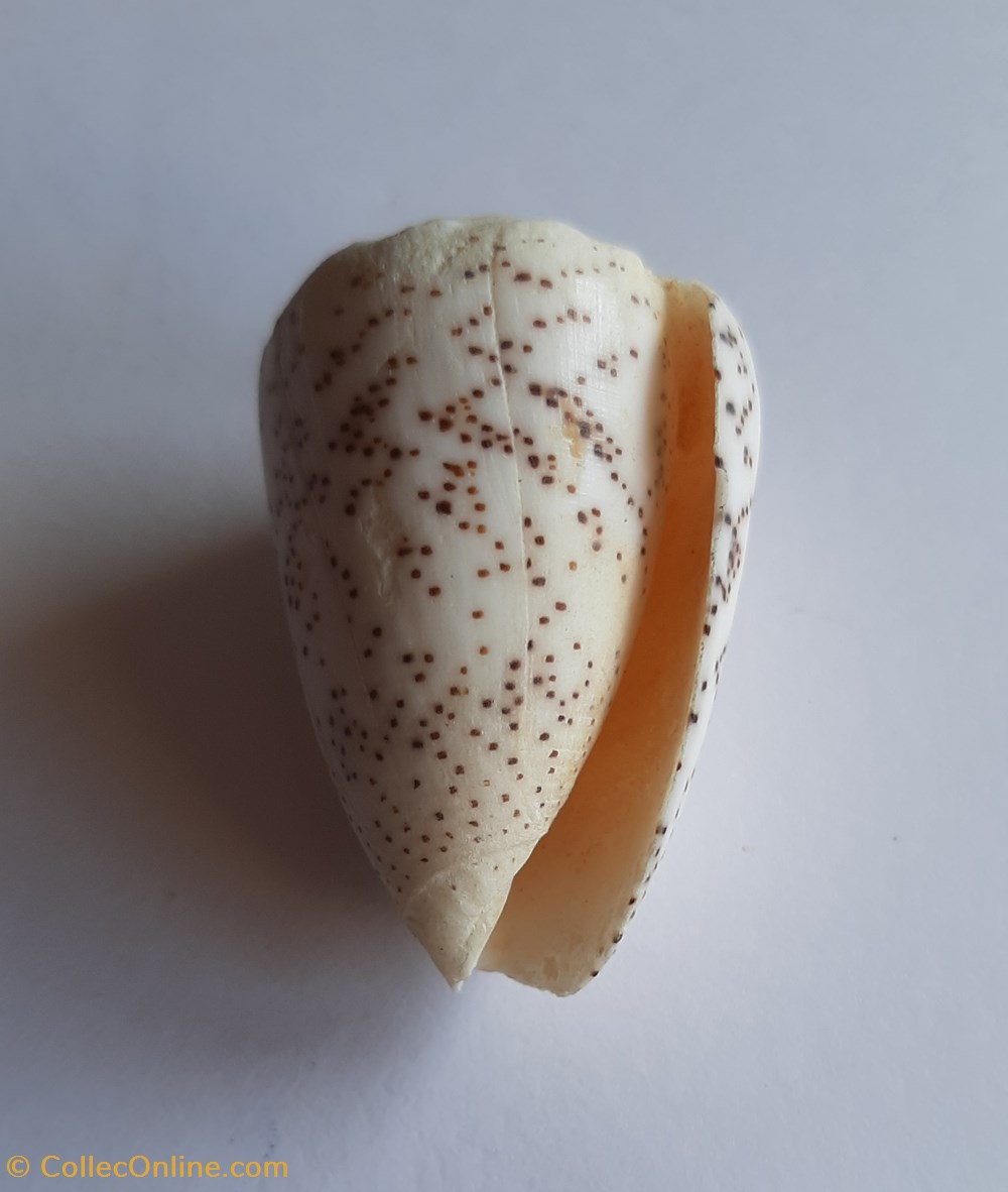 conchas y fosiles gastropoda conus arenatus