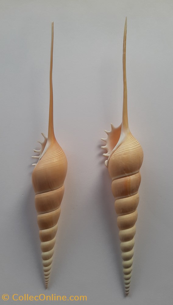 Tibia Fusus Fusus conchas y fosiles gastropoda tibia fusus fusus