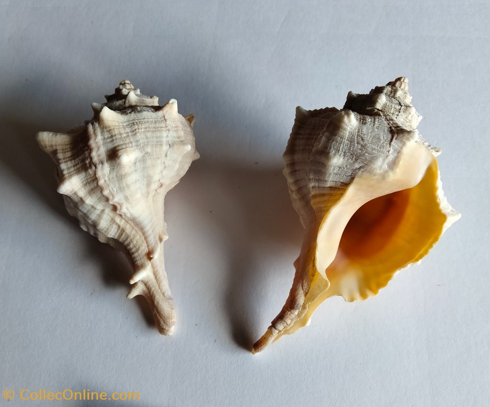 conchas y fosiles gastropoda bolinus brandalis