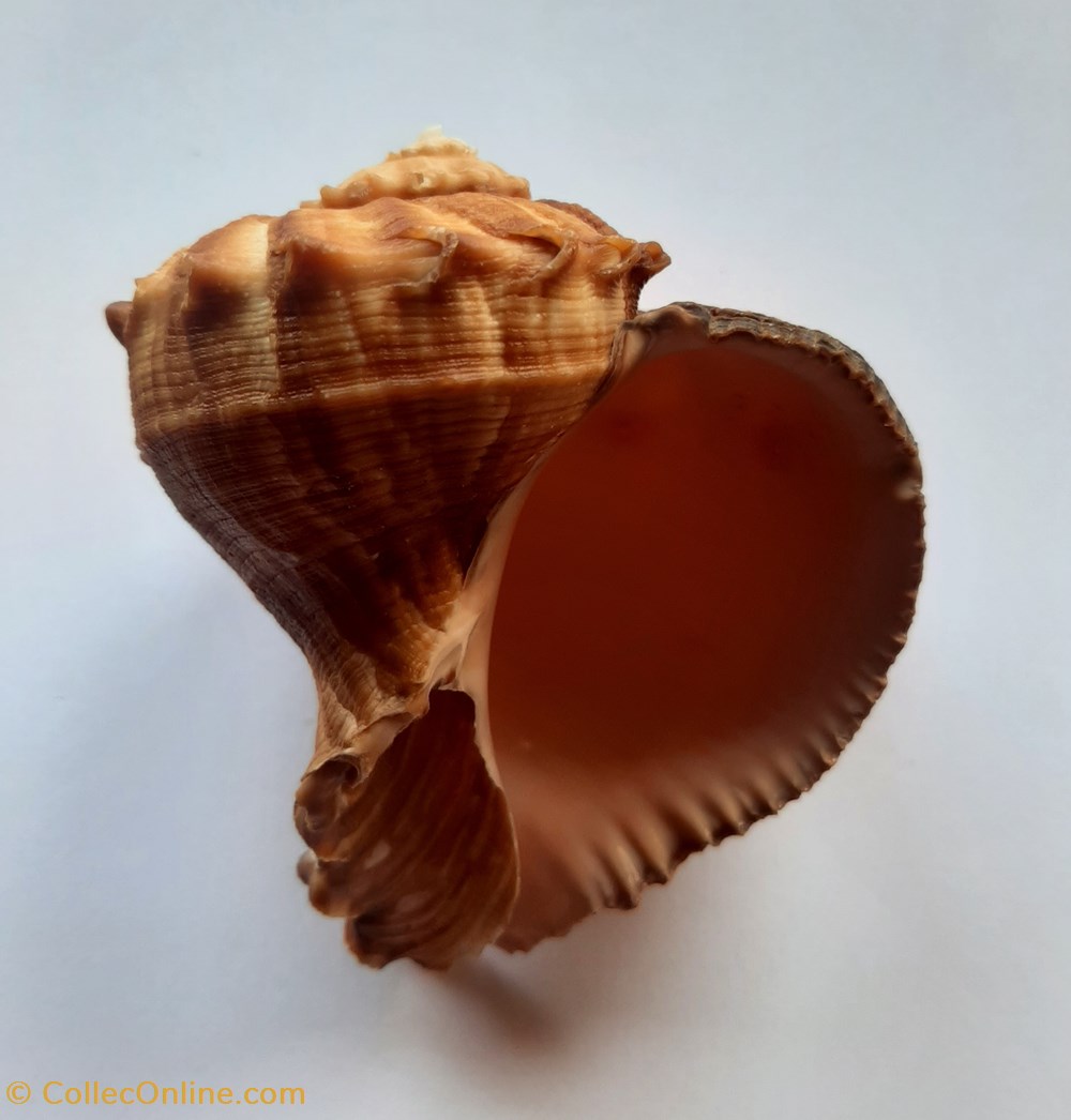 Rapana Rapiformis - Shells & Fossils - Gastropoda - Muricidae