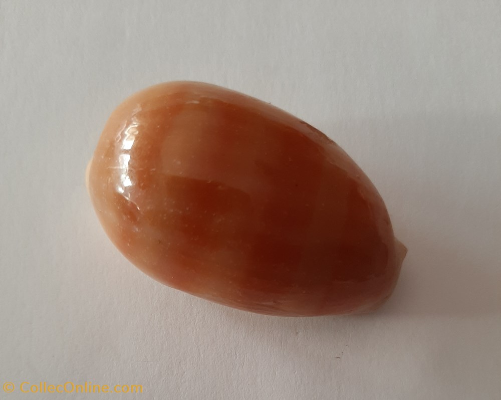 conchas fosiles gastropoda lyncina carneola