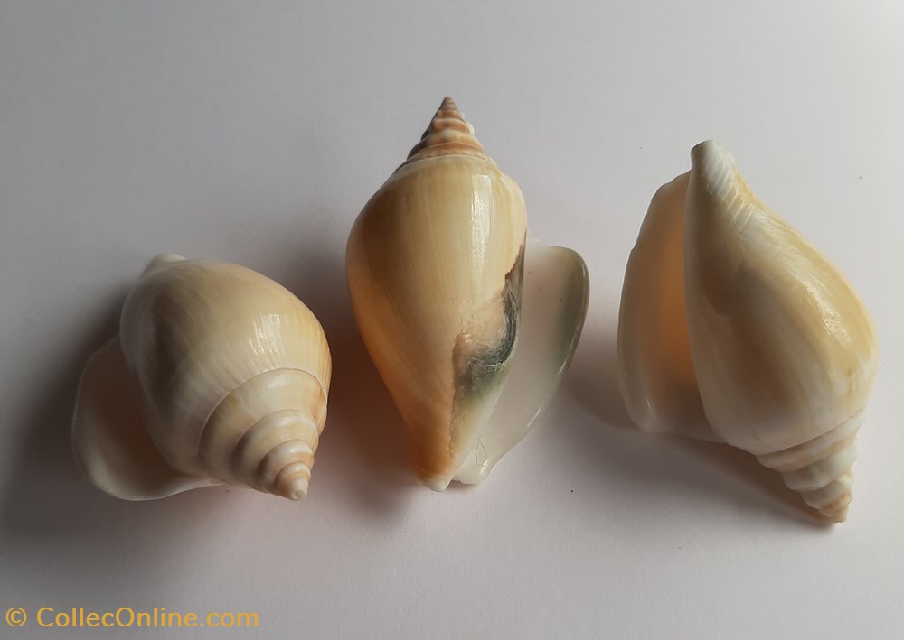 Laevistrombus canarium conchas y fosiles gastropoda laevistrombus canarium