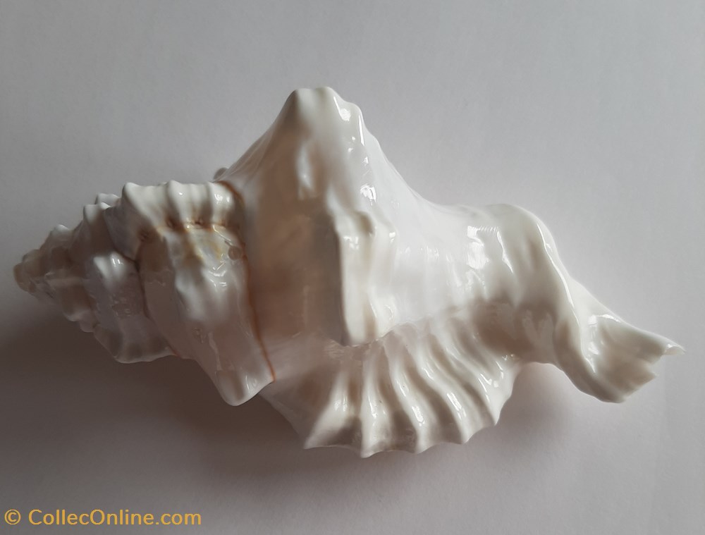 cymatium lotorum blanco conchas fosiles gastropoda cymatium lotorum blanco