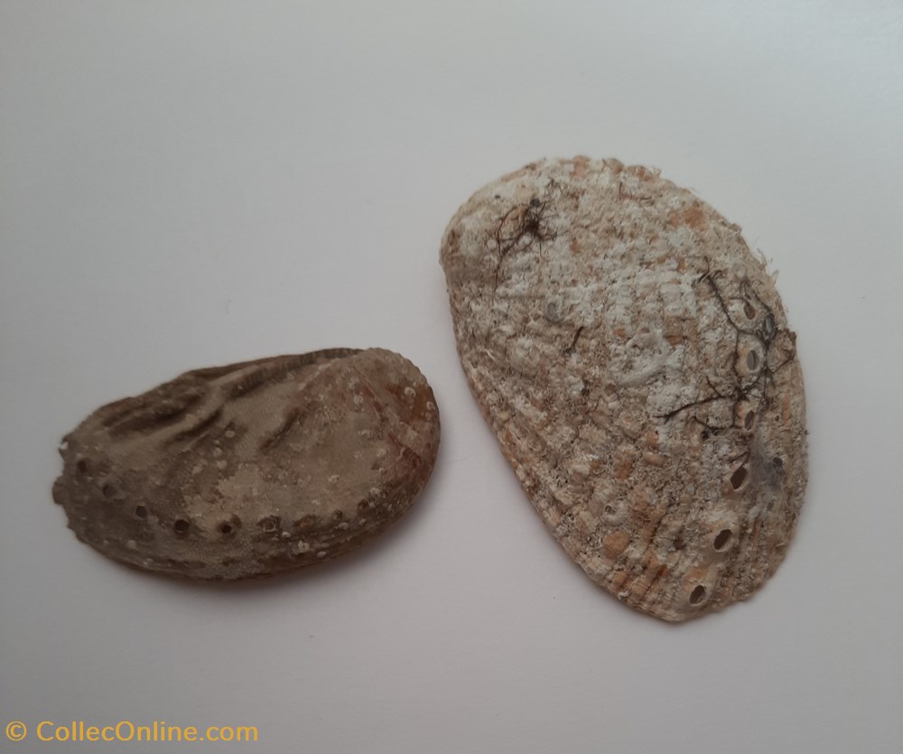 Aliotis Tuberculata (oreja de mar) conchas y fosiles bivalvia aliotis tuberculata oreja de mar