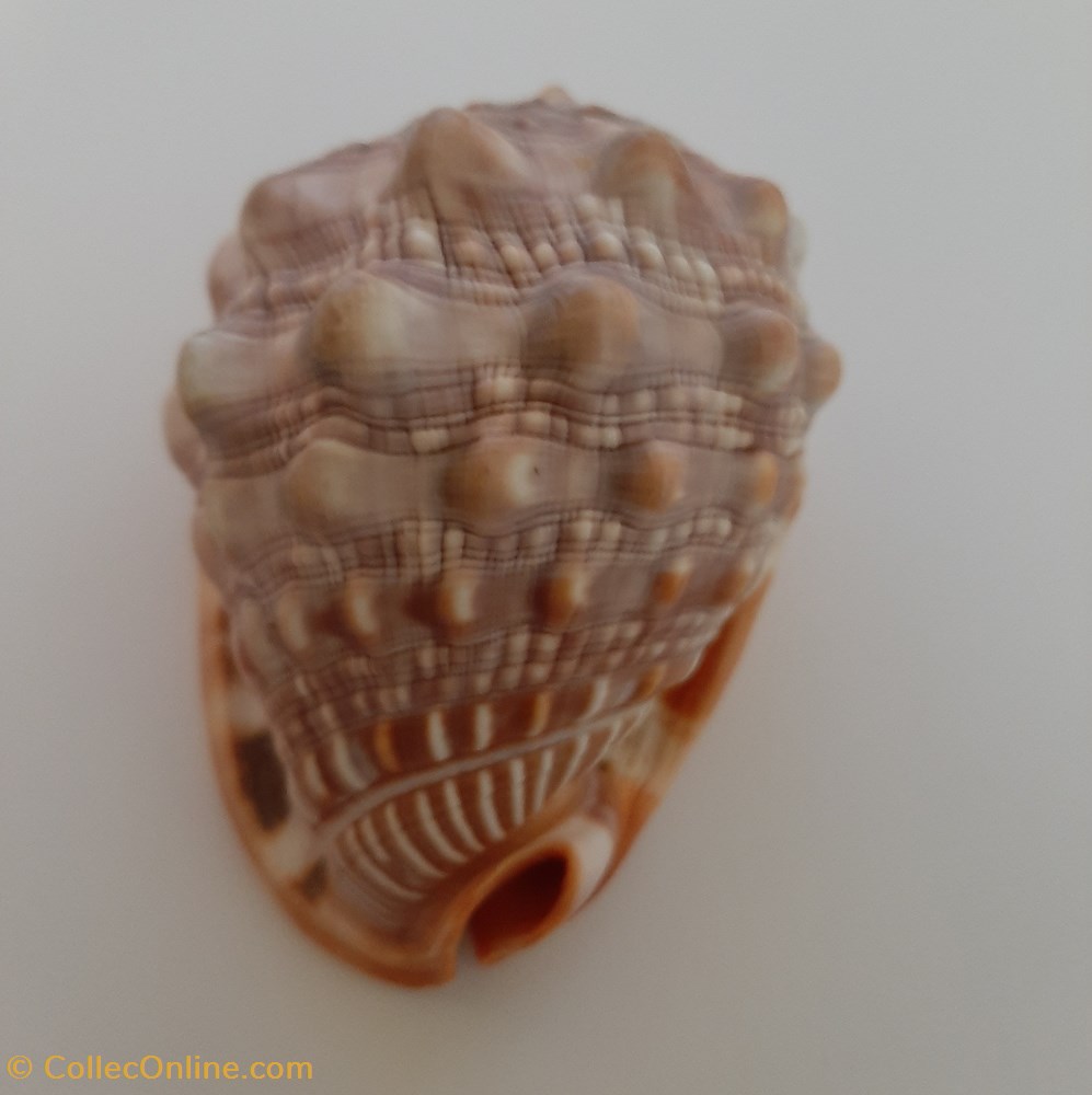 Cypraecassis Rufa conchas fosiles gastropoda cypraecassis rufa