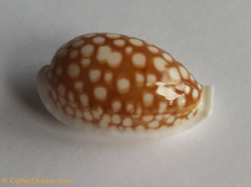 Cypraea cribarula cribaria conchas fosiles gastropoda cypraea cribarula cribaria