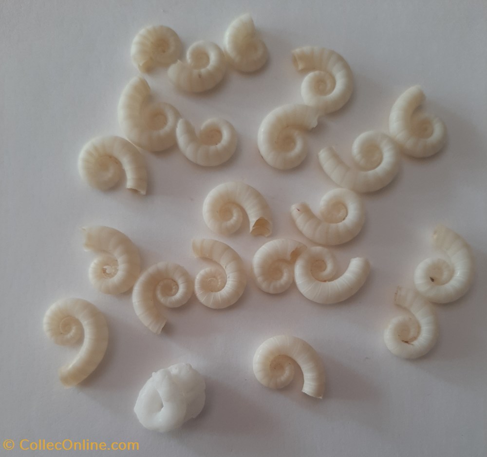 Spirula Spirula conchas y fosiles invertebrados spirula spirula