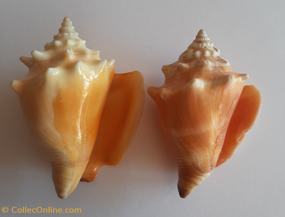 Strombus Pugilis Pugilis conchas y fosiles gastropoda strombus pugilis pugilis