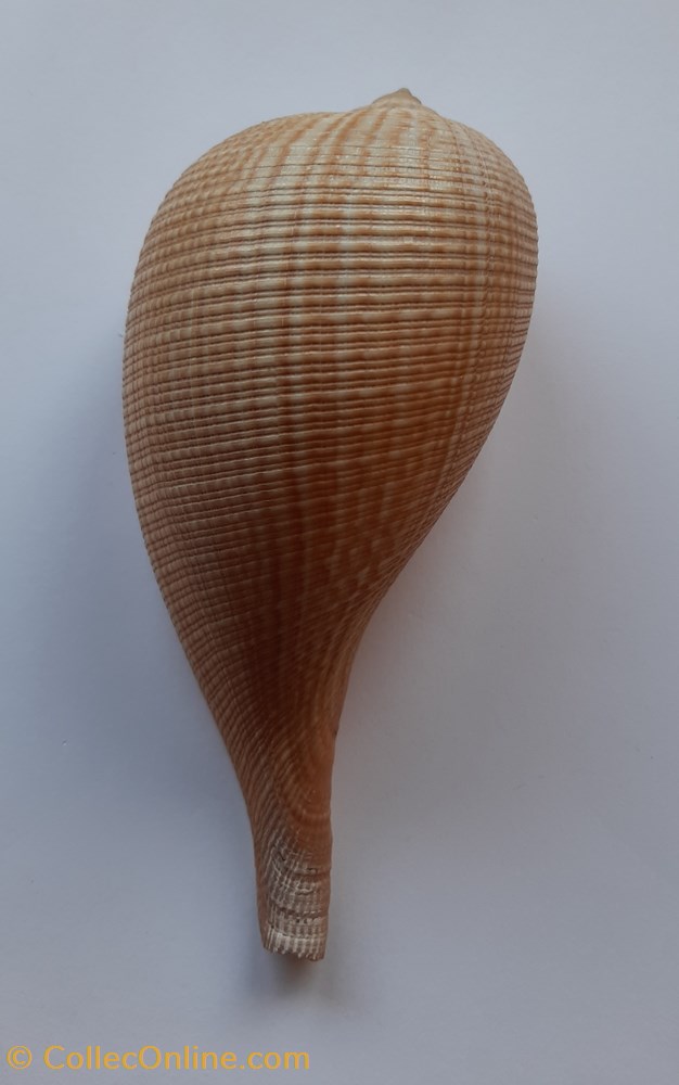 Ficus gracilis conchas y fosiles gastropoda ficus gracilis