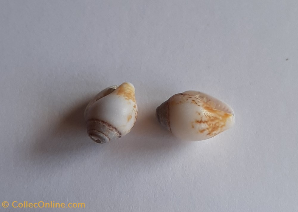 Columbella rustica conchas y fosiles gastropoda columbella rustica