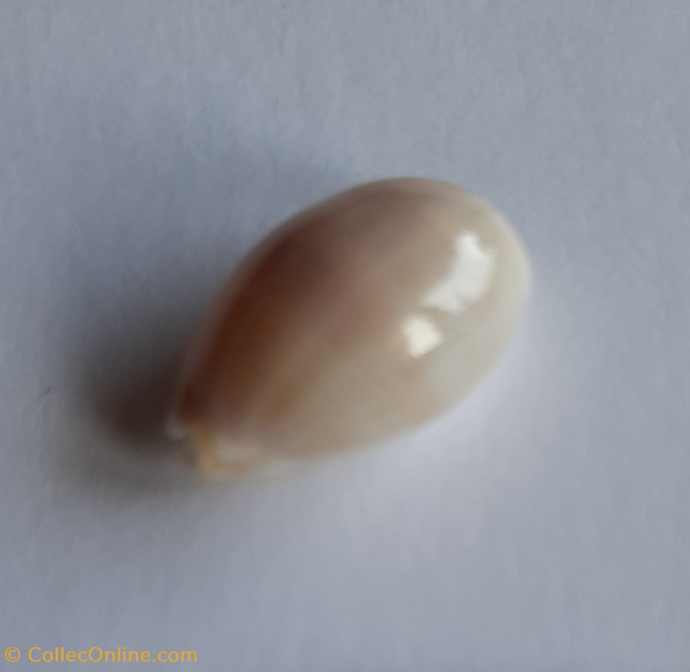 Cypraea clandestina Passerina conchas fosiles gastropoda cypraea clandestina passerina