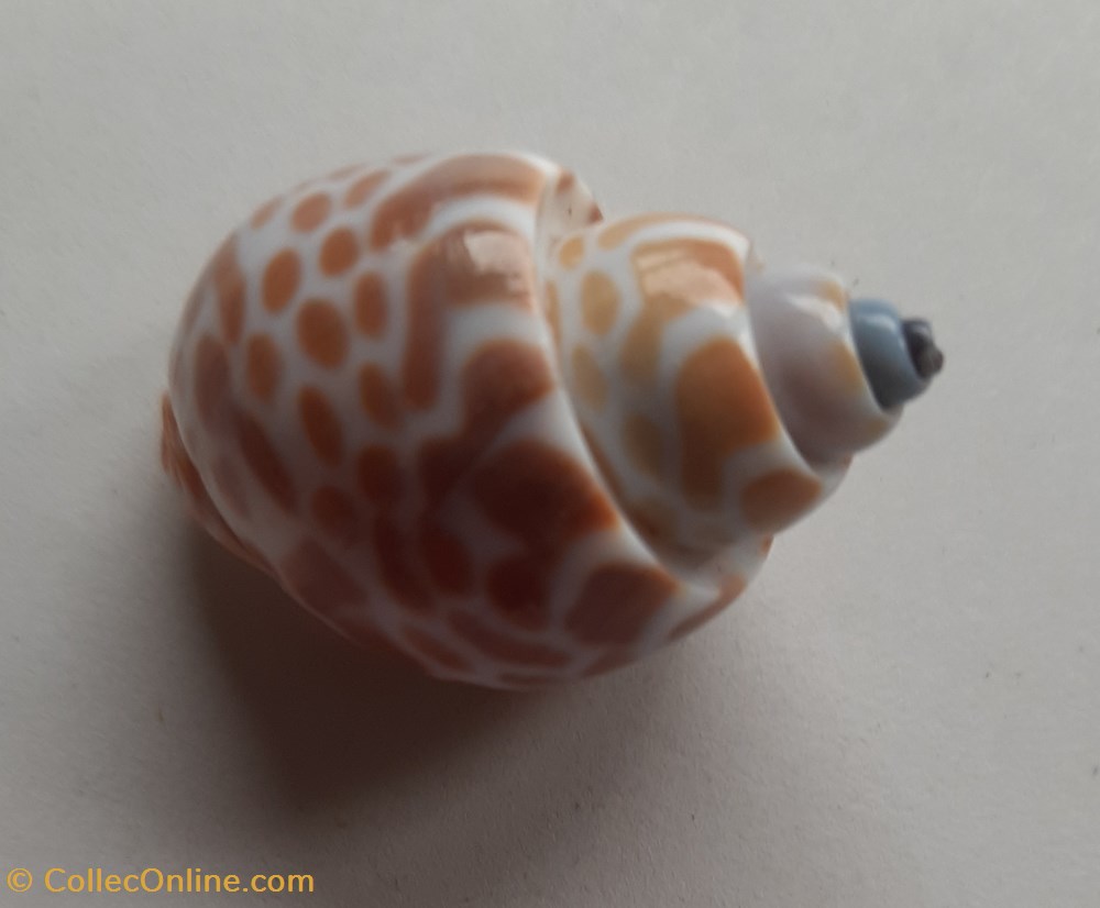conchas fosiles gastropoda babylonia spirata