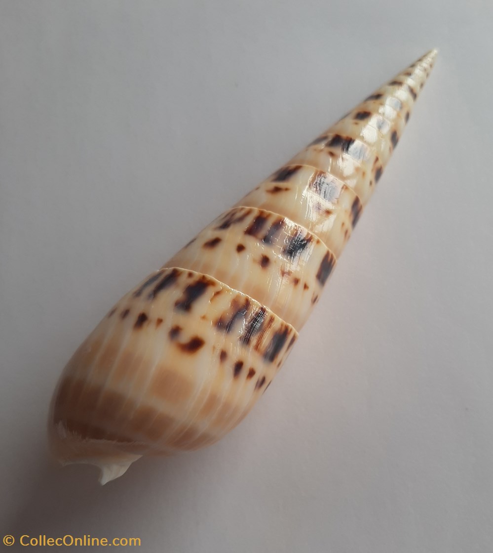 Terebra maculata conchas y fosiles gastropoda terebra maculata