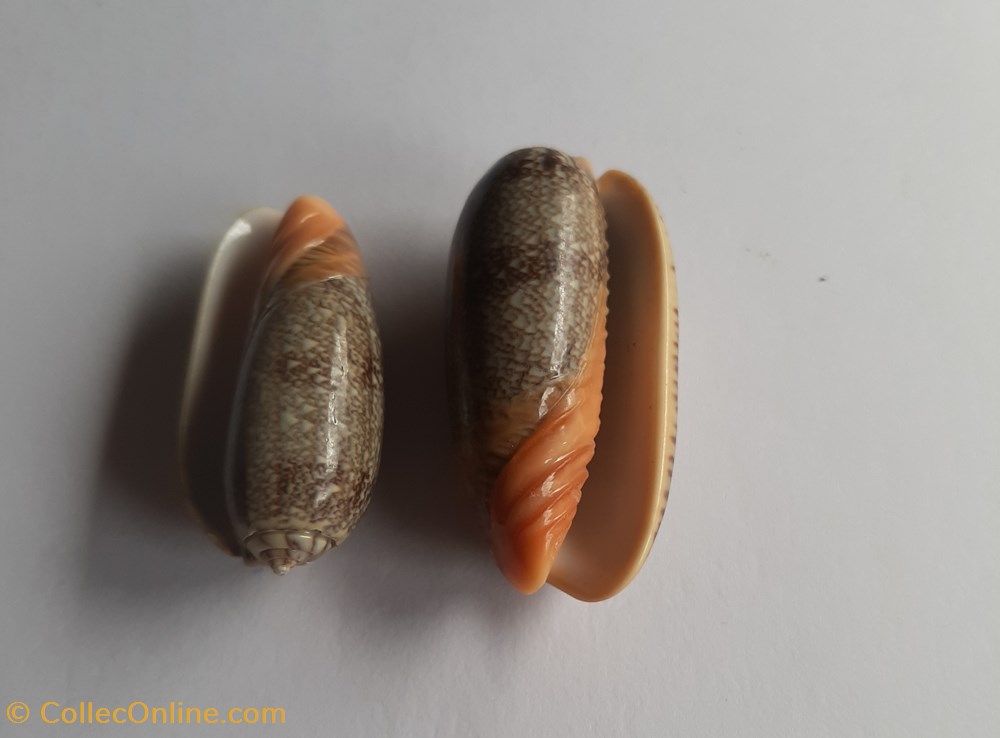 Oliva reticulata conchas y fosiles gastropoda oliva reticulata