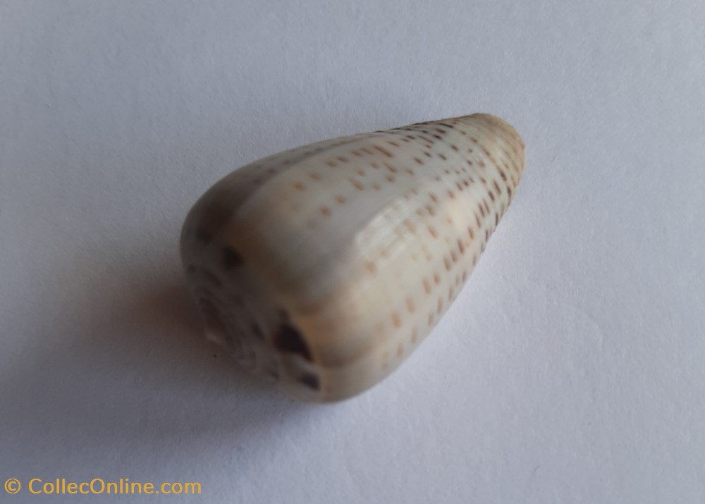 Conus glaucus conchas y fosiles conus glaucus