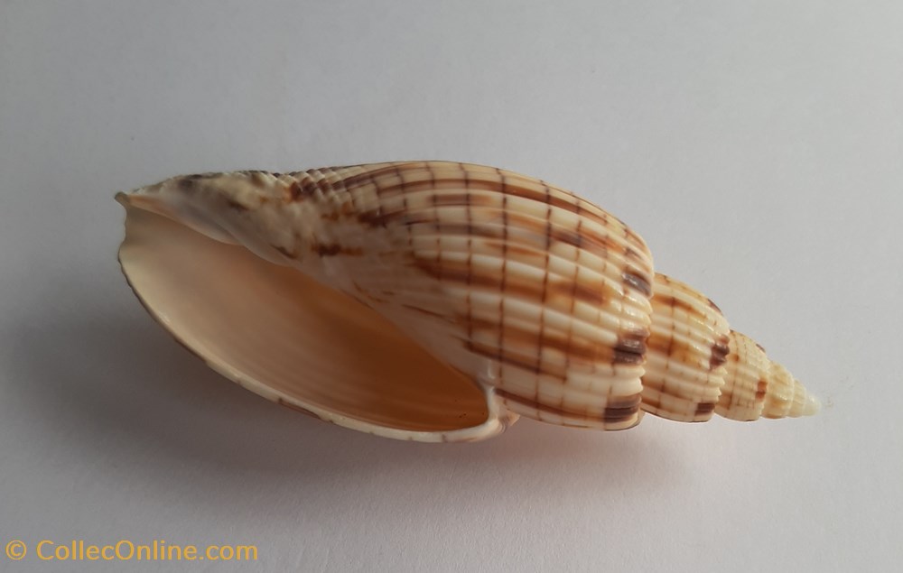 Lyria kurodai conchas fosiles gastropoda lyria kurodai
