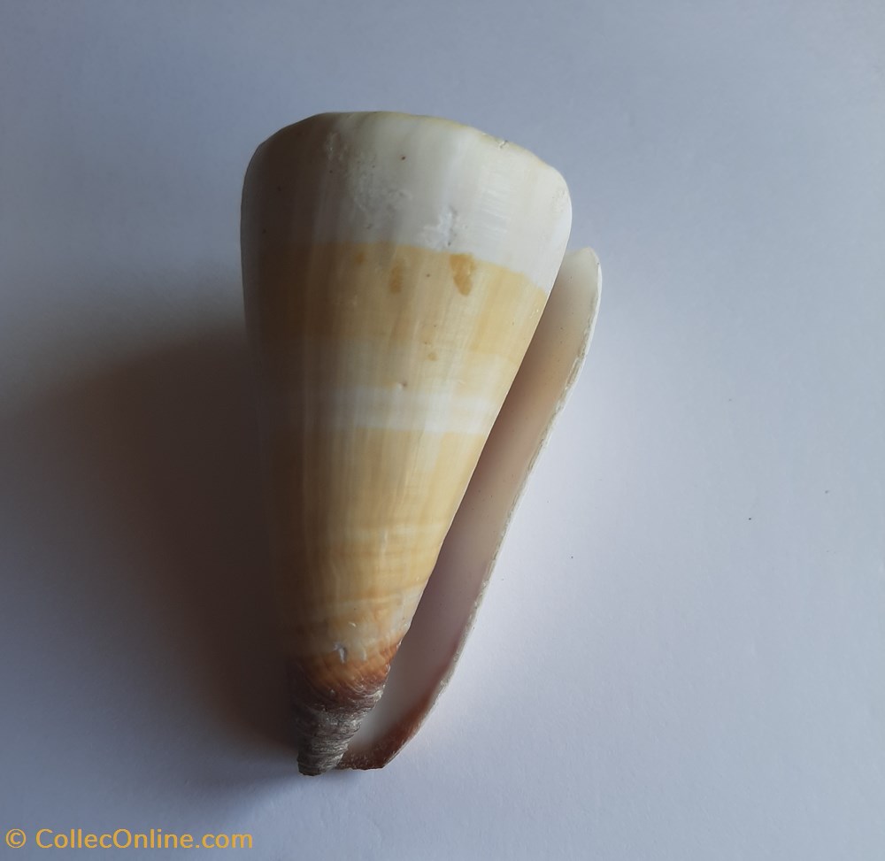 Conus distans conchas y fosiles conus distans